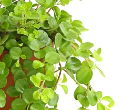 Peperomie - Peperomia rotundifolia