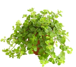 Peperomie - Peperomia rotundifolia