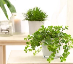 Peperomie - Peperomia rotundifolia