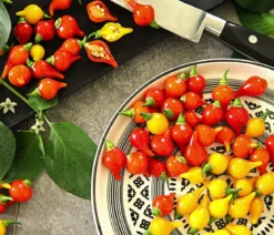 Peperoni 'Edler Tropfen', verschiedene Farben