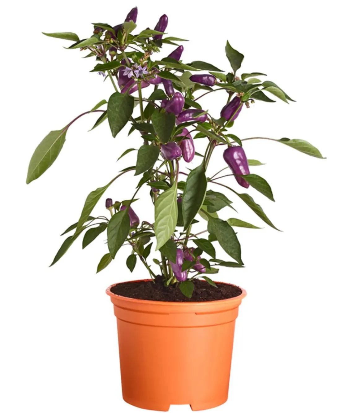 Peperoni 'Hot Cosmo'