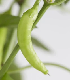 Peperoni 'Hot Fajita'