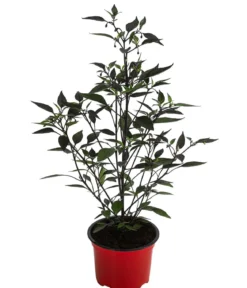 Peperoni 'Piri Piri'