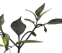 Peperoni 'Piri Piri'