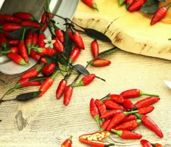 Peperoni 'Piri Piri'