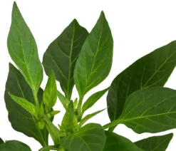 Peperoni 'Vulkano'