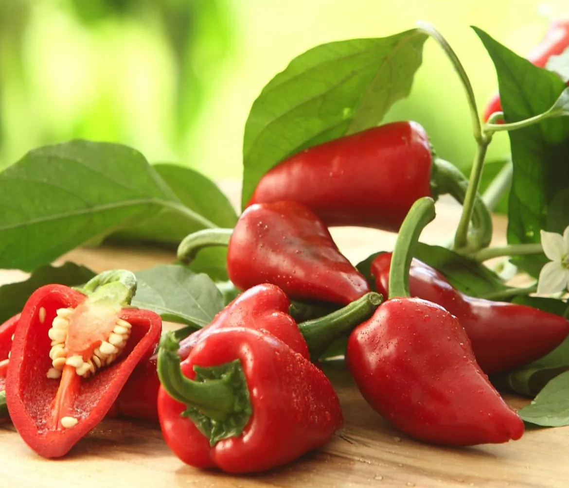 Peperoni 'Vulkano'