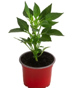 Peperoni 'Vulkano'