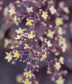 Perückenstrauch 'Royal Purple'