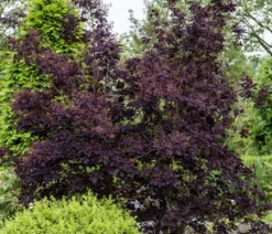 Perückenstrauch 'Royal Purple'