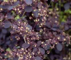 Perückenstrauch 'Royal Purple'