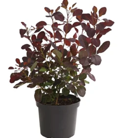 Perückenstrauch 'Royal Purple'