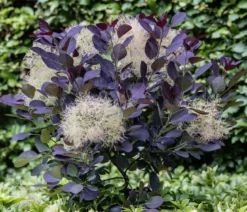 Perückenstrauch 'Royal Purple'
