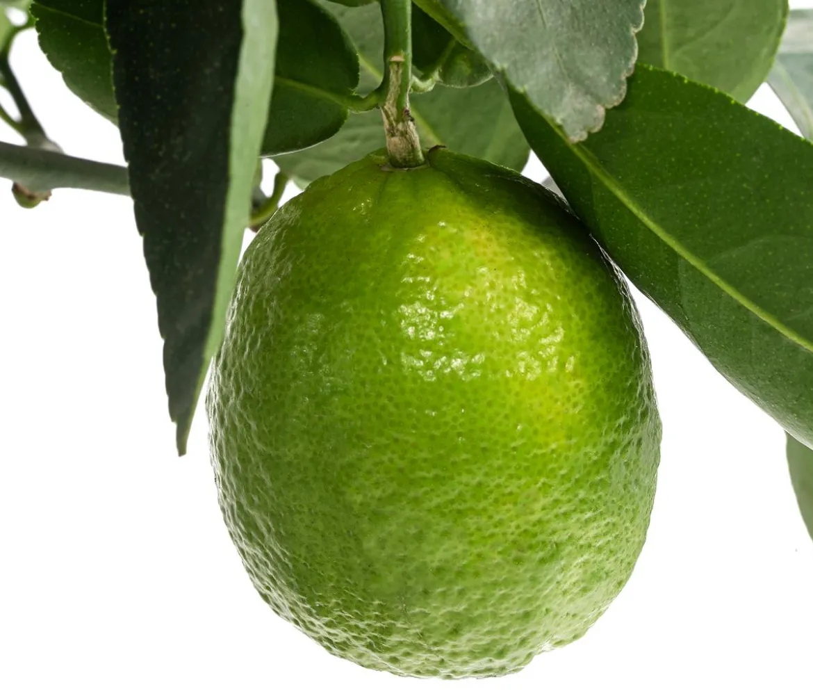 Persische Limette 'Lima Verde'
