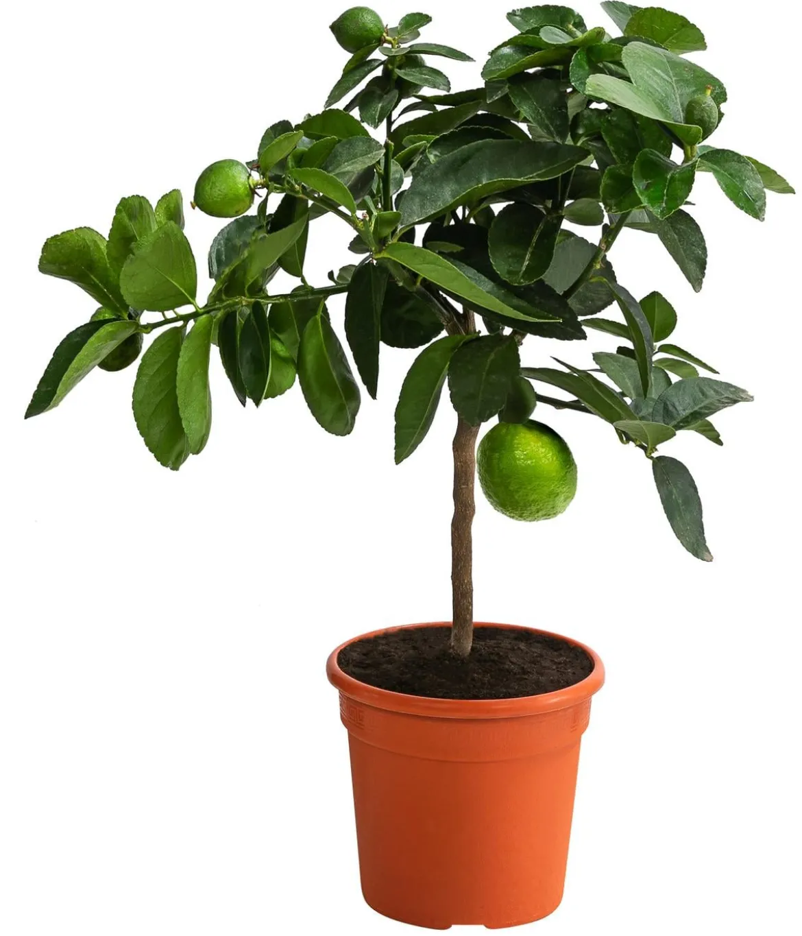 Persische Limette 'Lima Verde'