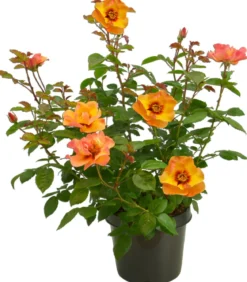 Persische Rosen, verschiedene Farben