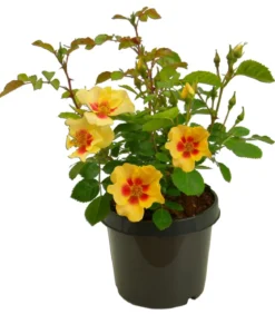 Persische Rosen, verschiedene Farben