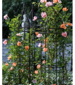 Persische Rosen, verschiedene Farben