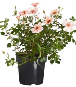 Persische Rosen, verschiedene Farben