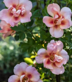Persische Rosen, verschiedene Farben