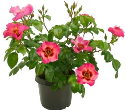 Persische Rosen, verschiedene Farben