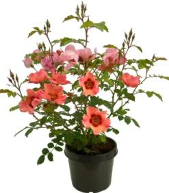 Persische Rosen, verschiedene Farben