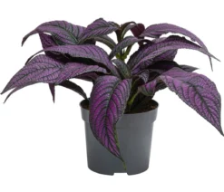 Persische Schildpflanze - Strobilanthes dyeriana 'Persian Shield'