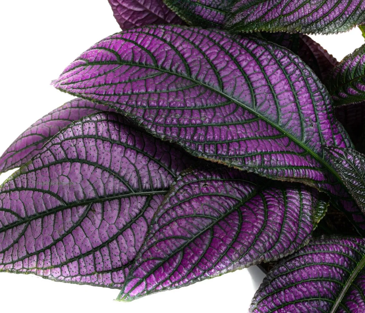 Persische Schildpflanze - Strobilanthes dyeriana 'Persian Shield'