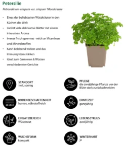 Petersilie 'Mooskrause'