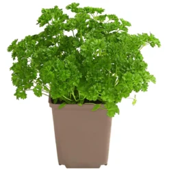 Petersilie 'Mooskrause'