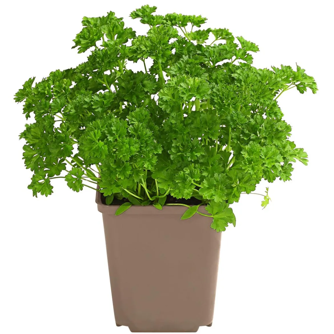 Petersilie 'Mooskrause'