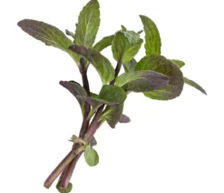 Pfefferminze