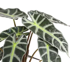 Pfeilblatt - Alocasia amazonica 'Polly'