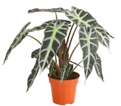 Pfeilblatt - Alocasia amazonica 'Polly'