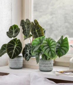 Pfeilblatt - Alocasia baginda 'Pink Dragon'