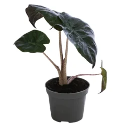 Pfeilblatt - Alocasia baginda 'Pink Dragon'