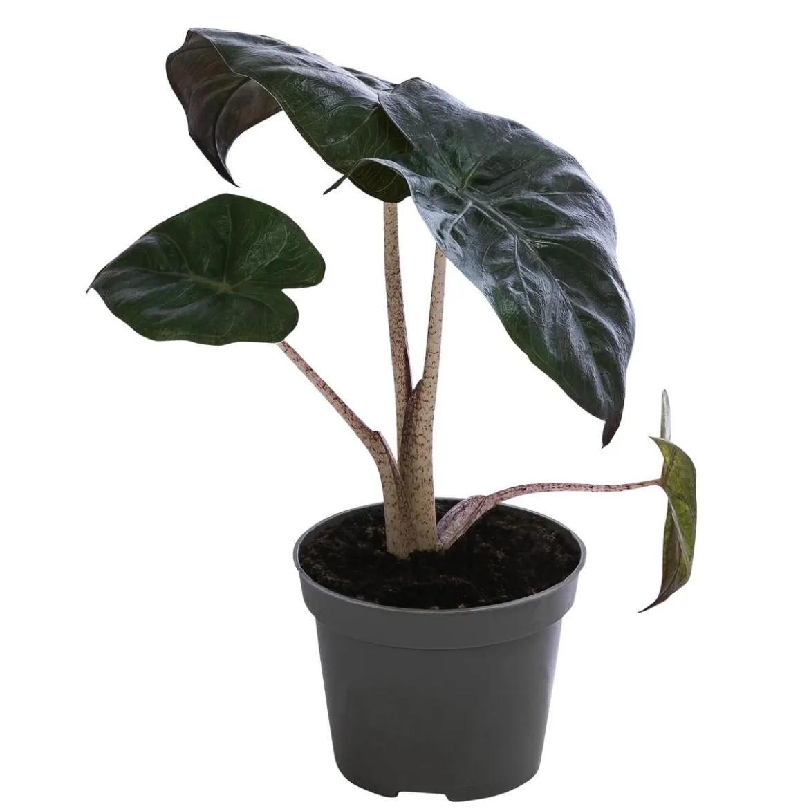Pfeilblatt - Alocasia baginda 'Pink Dragon'