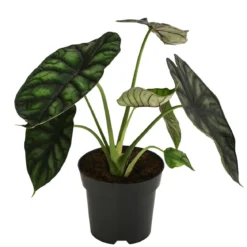 Pfeilblatt - Alocasia baginda 'Dragon Scale'