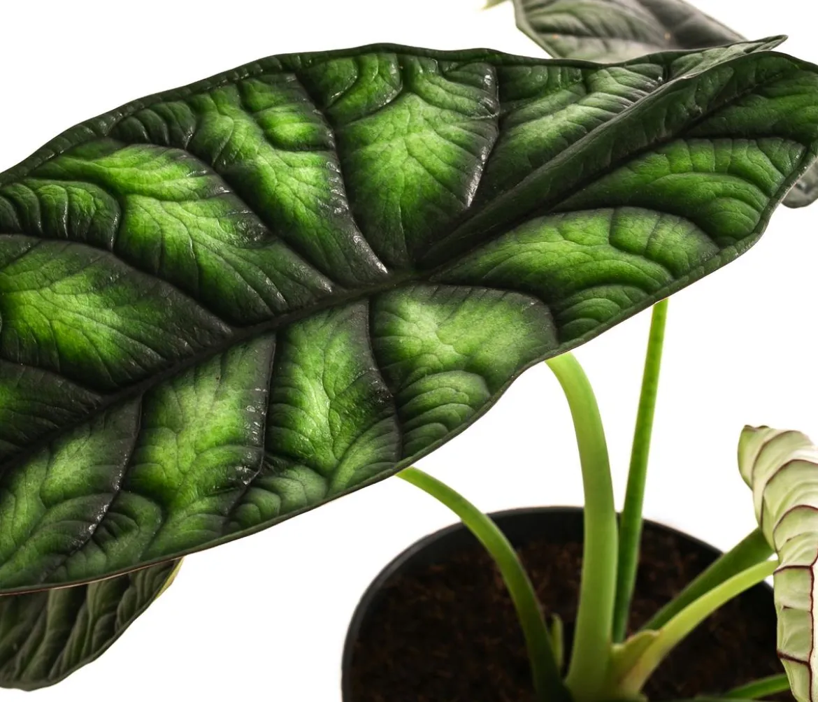 Pfeilblatt - Alocasia baginda 'Dragon Scale'