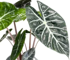 Pfeilblatt - Alocasia baginda 'Pink Dragon'