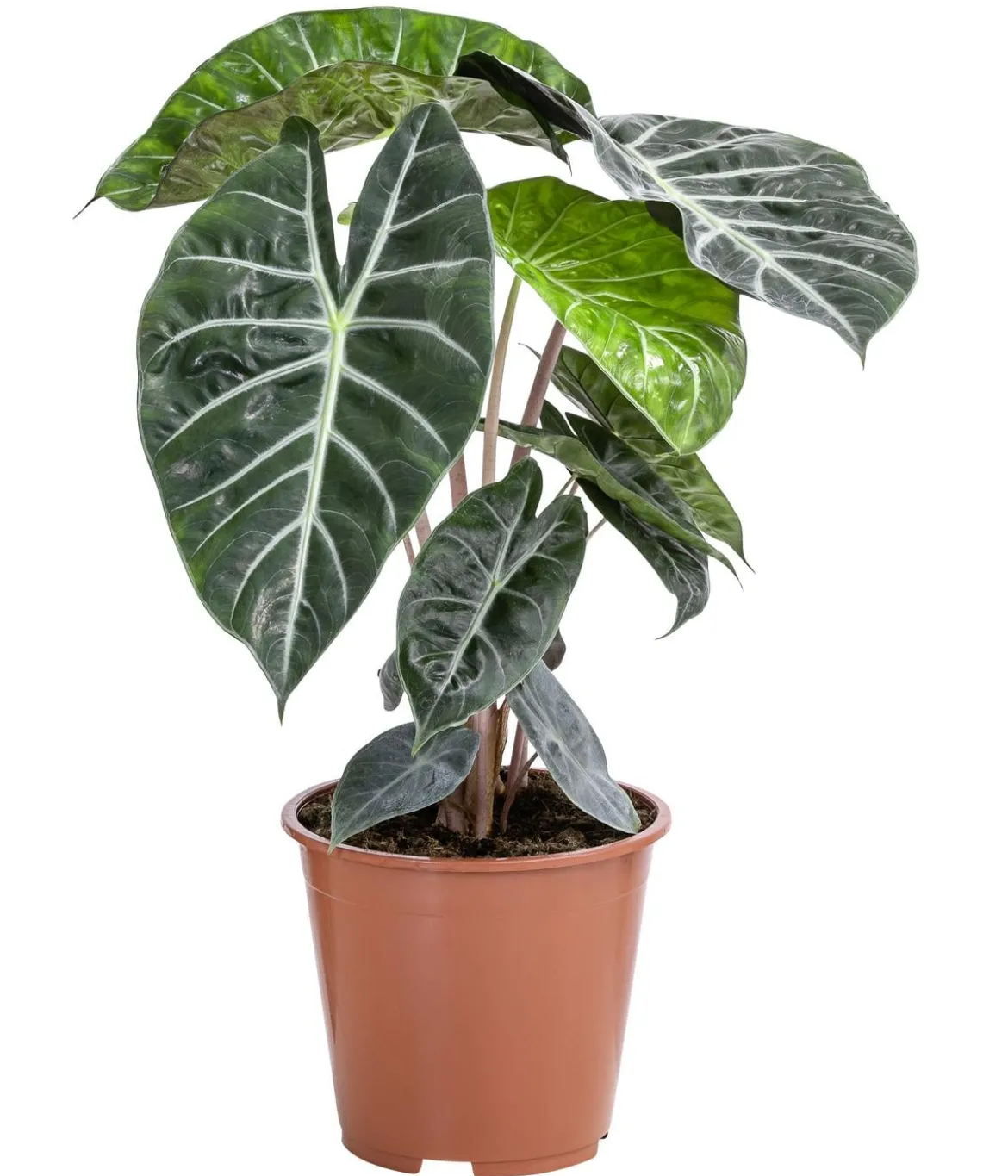 Pfeilblatt - Alocasia baginda 'Pink Dragon'