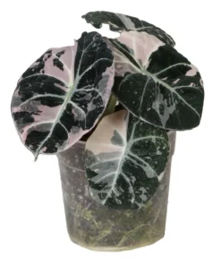 Pfeilblatt - Alocasia 'Black Velvet Pink'
