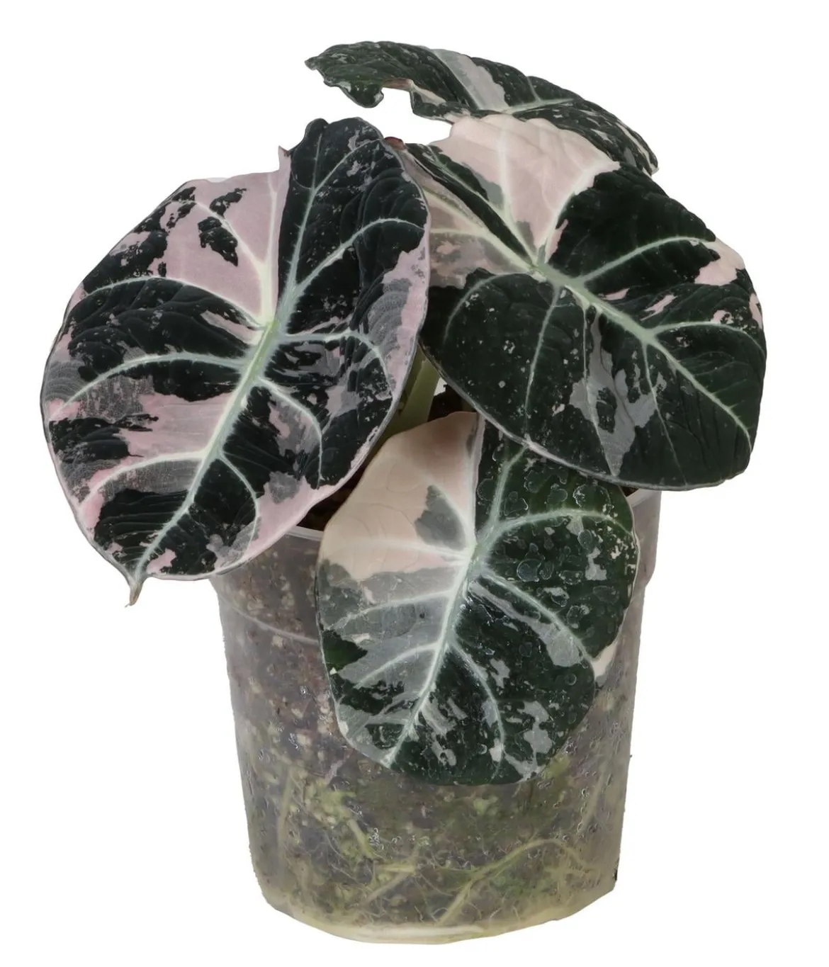 Pfeilblatt - Alocasia 'Black Velvet Pink'