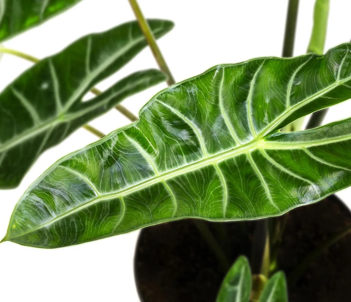 Pfeilblatt - Alocasia chantrieri