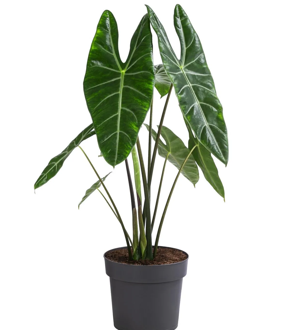 Pfeilblatt - Alocasia chantrieri