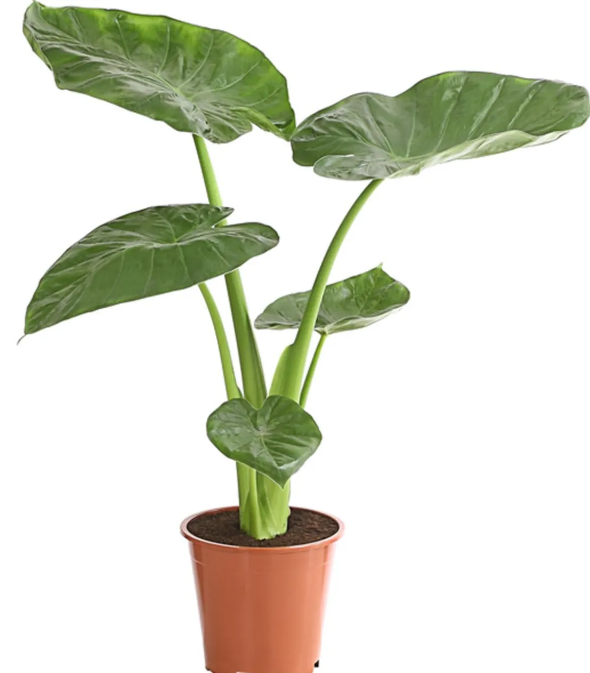 Pfeilblatt - Alocasia cucullata