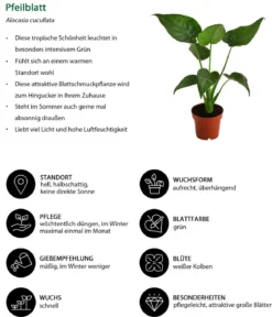 Pfeilblatt - Alocasia cucullata