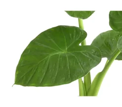 Pfeilblatt - Alocasia cucullata