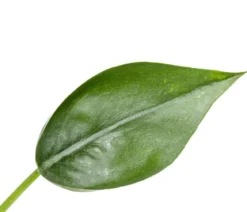 Pfeilblatt - Alocasia cultivars 'Tiny Dancer'