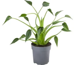 Pfeilblatt - Alocasia cultivars 'Tiny Dancer'